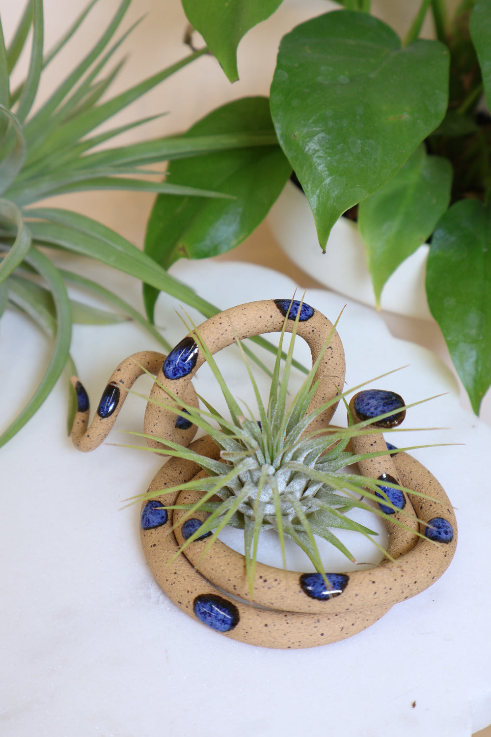 Coiled speckled tan pottery snake with blue glazed head and dots. This colorway is Selena. Styled with an air plant sitting in the center of the coil.