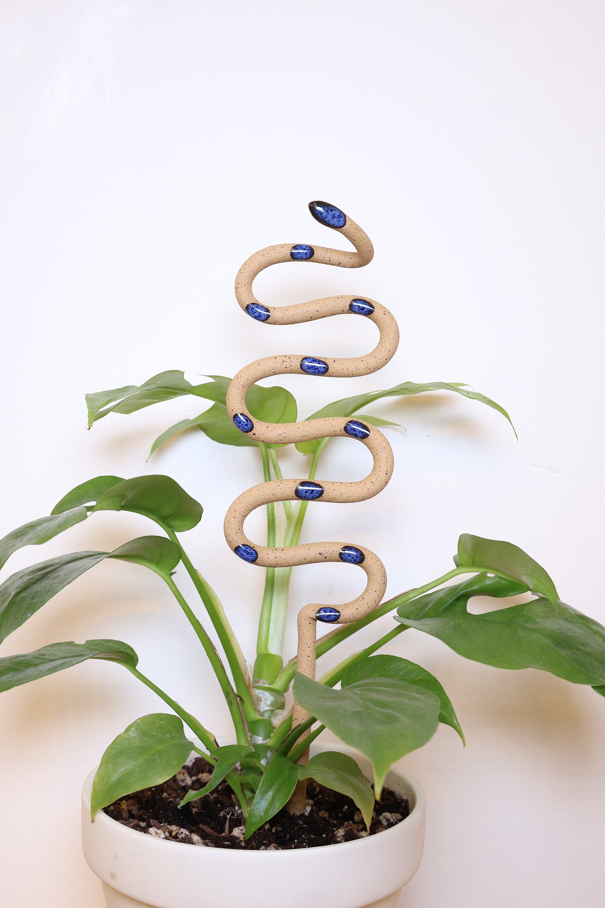 Selena colorway plant stake in a white pot with a vining house plant. This snake is tan with blue spots. This is the medium plant stake size.