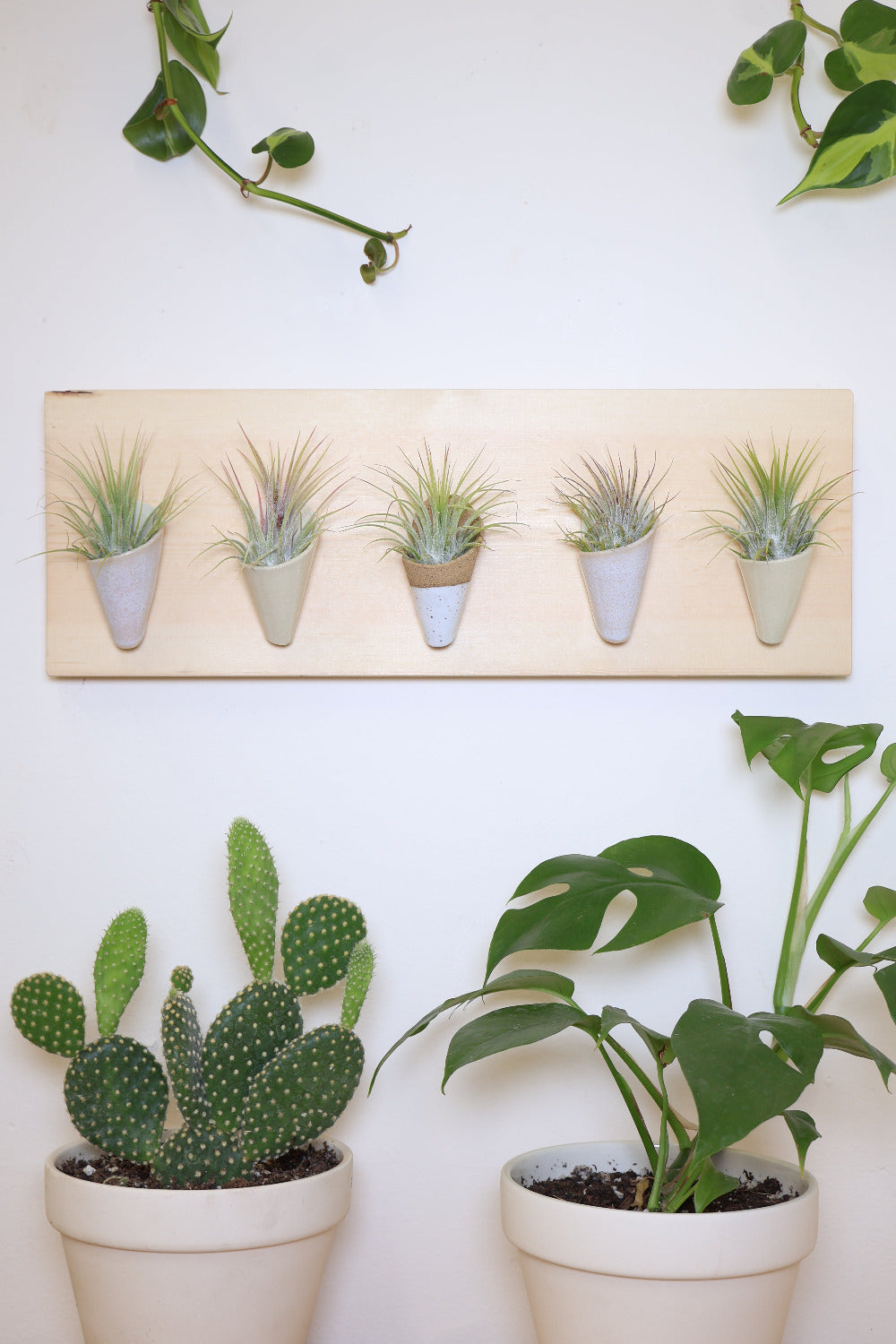 Five small ceramic cones on a horizontal pine wood board. Cone colors go from left to right: blush, ivory, speckled white, blush, ivory. The planter is styled with air plants in each of the cones and it hangs on a white wall above some potted plants.