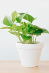 Simple porcelain 4 in pot with a planted pothos plant. 