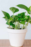 Simple porcelain 4 in pot with a planted pothos plant. 