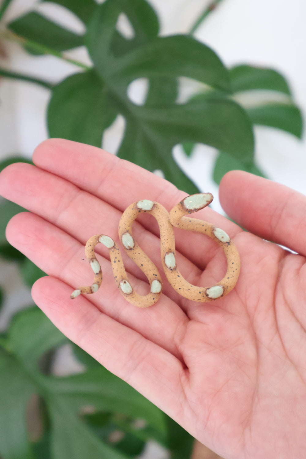 Baby Selma snake being held on the palm of a hand for size. The snake is pretty small only taking up about a quarter of the hand.