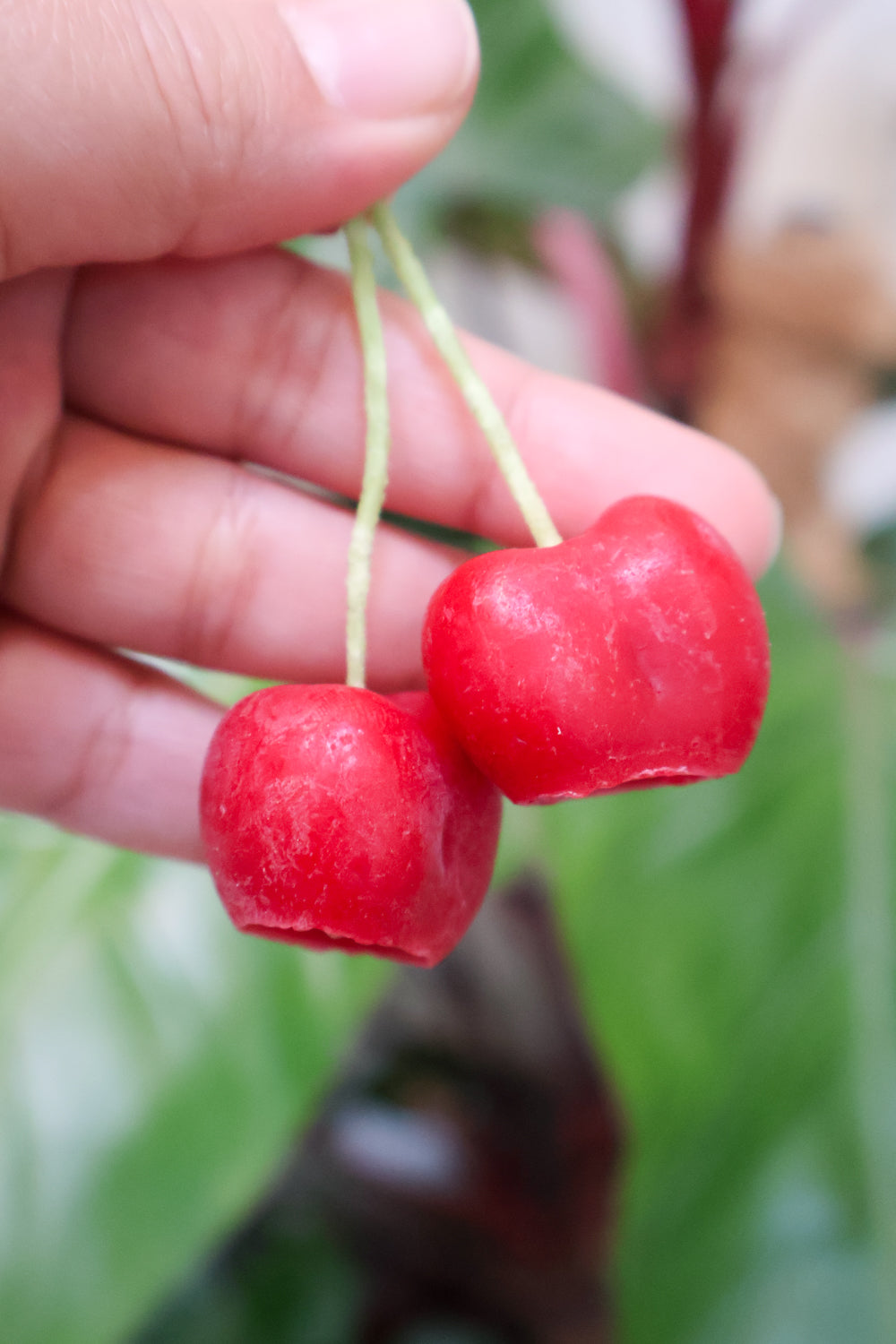 Cherry Birthday Candles