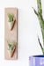 Carter + Rose Ceramic Wall Planter, Double
