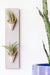 Two small ivory ceramic cones with clear glaze on a thin vertical pine board styled with air plants inside the cones.