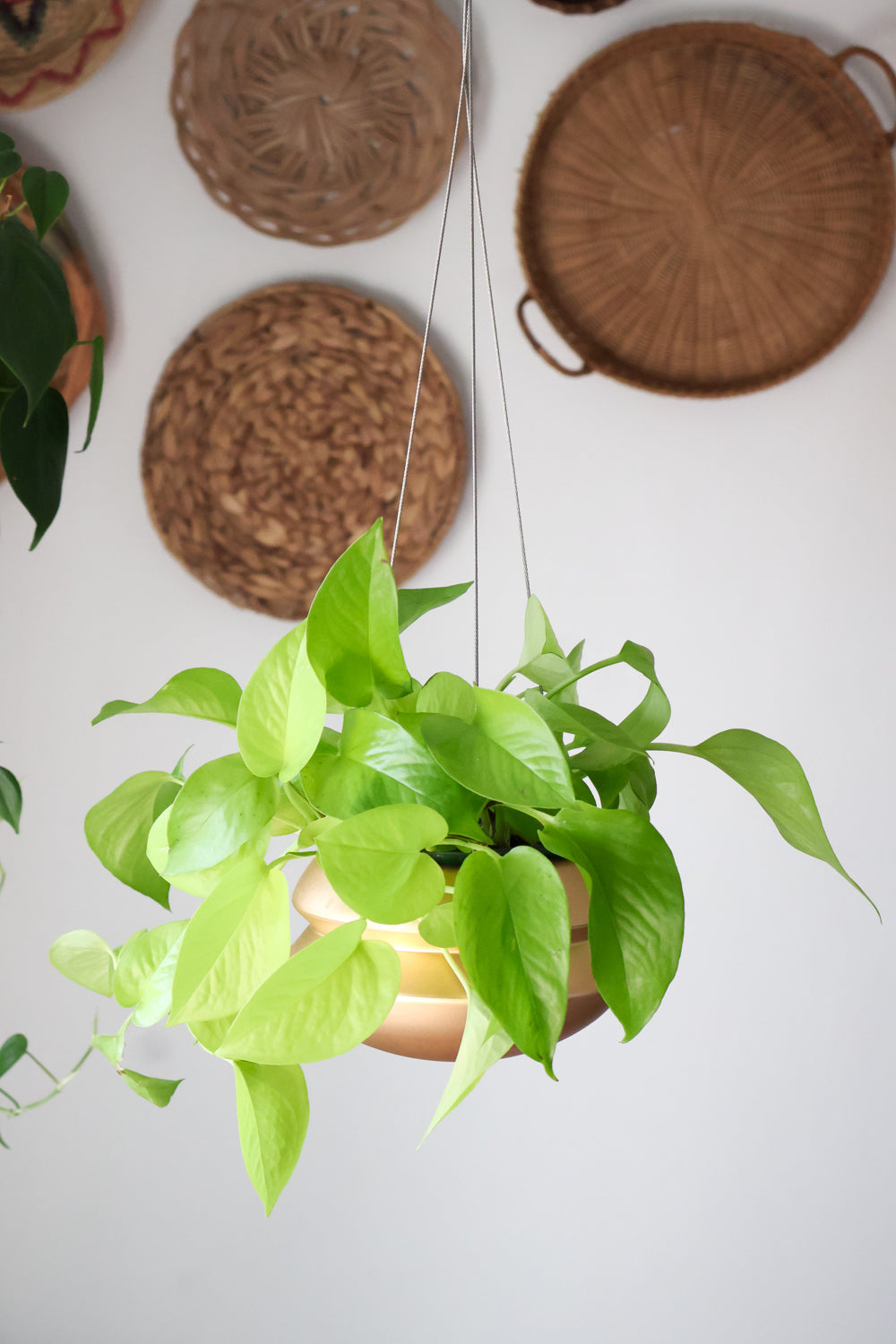jungalow hanging planter Hanging Planter