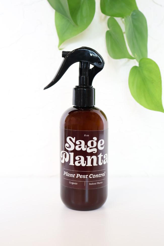 Air Plant Nourishing Spray - Carter + Rose