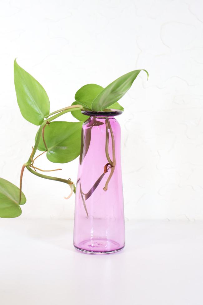 Vine Vase Propagation - Carter + Rose