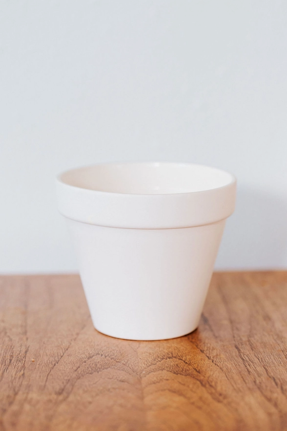 Porcelain Pot + Plant - Carter + Rose