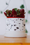 Tiny Badger, Planters - Carter + Rose