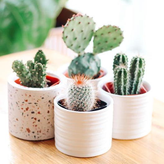 Succulents & Cacti
