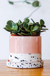 Tiny Badger, Planters - Carter + Rose