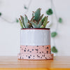 Succulents &amp; Cacti