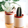 Succulents &amp; Cacti